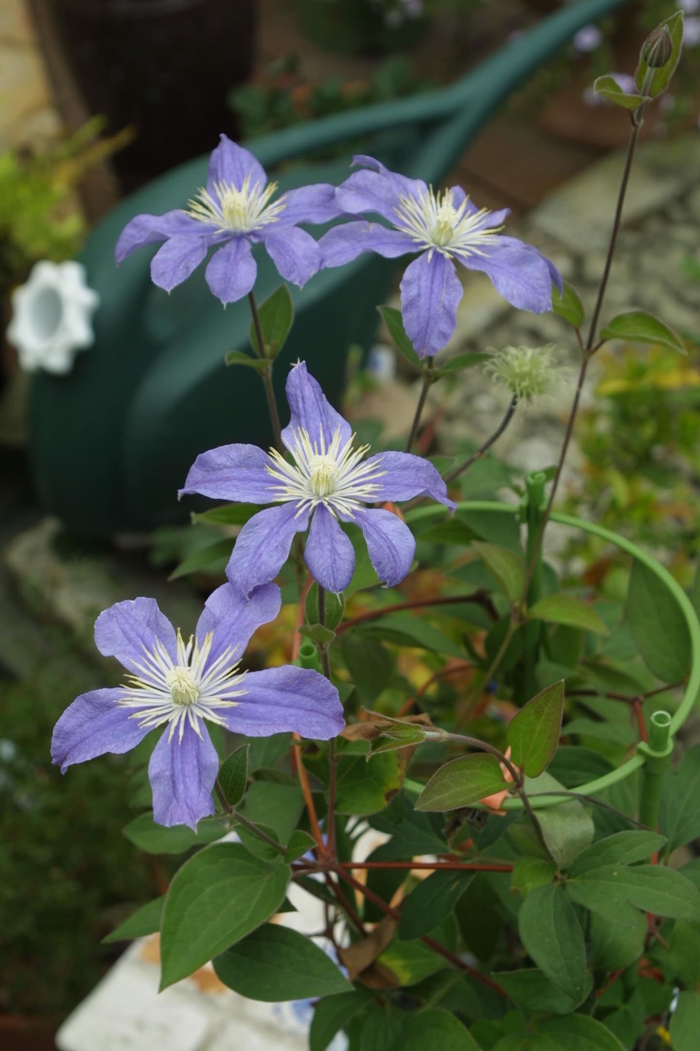 Amazon.co.jp: クレマチス 『 アラベラ 』 インテグリフォリア系・木立 Amazon.co.jp: クレマチス 『 アラベラ 』 インテグリフォリア系・木立